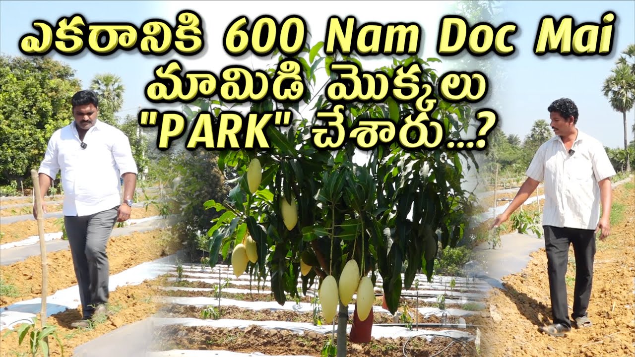 600 Mango Plants in Ultra high density Farming || ఎకరానికి 