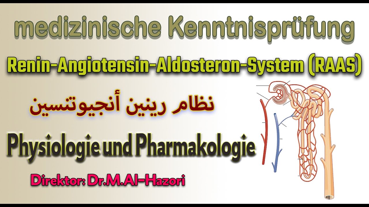 Renin-Angiotensin-Aldosteron-System (RAAS) - medizinische Kenntnisprüfung