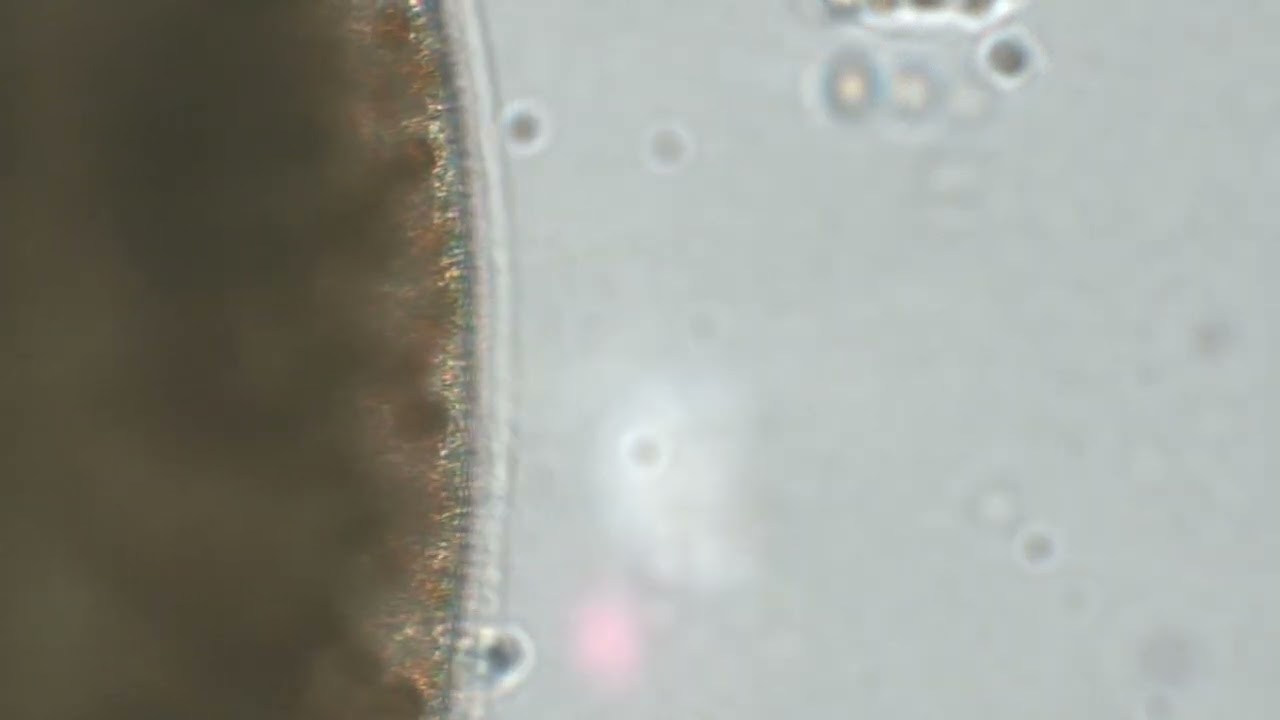 Coral planula swimming with cilia