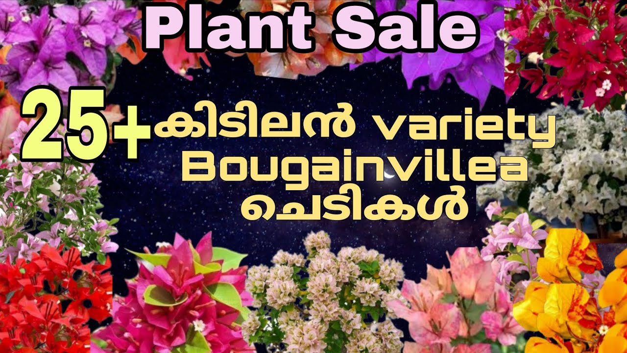 Bougainville sale.  25 ൽ അധികം കിടിലൻ variety കടലാസുചെടികൾ.ph. .9744014235