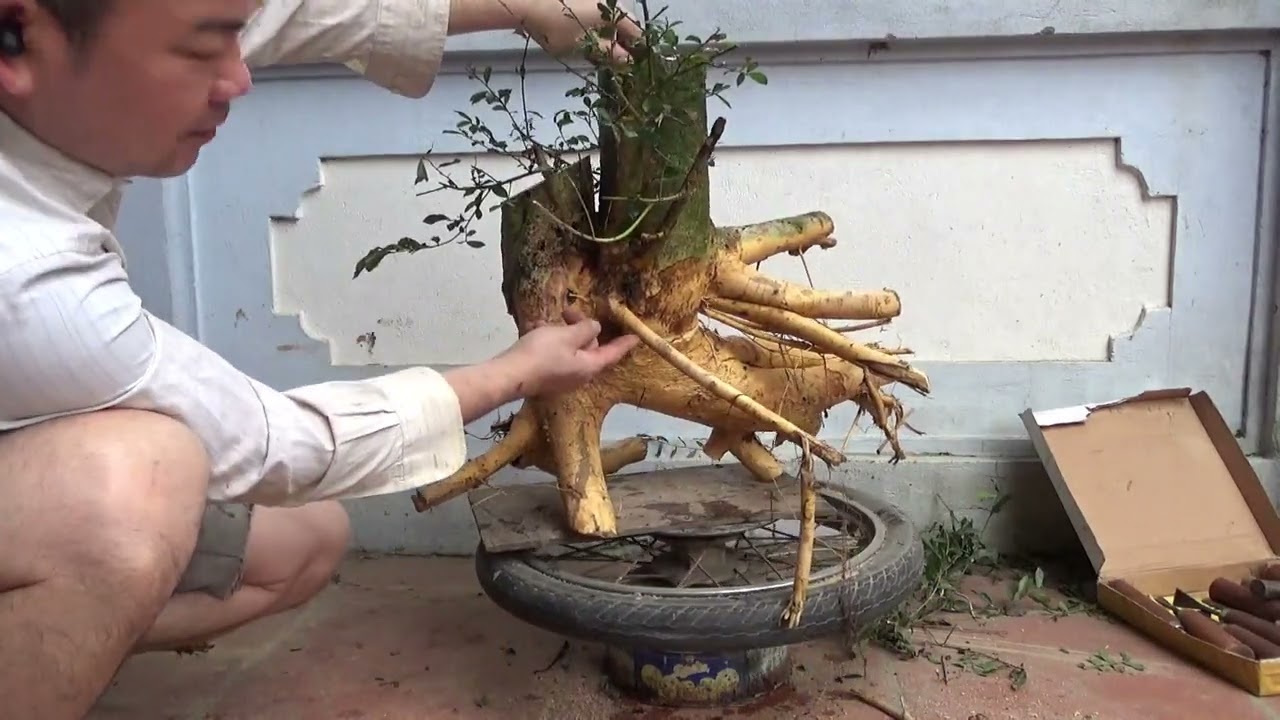 Cắt sửa phôi duối lùn lực