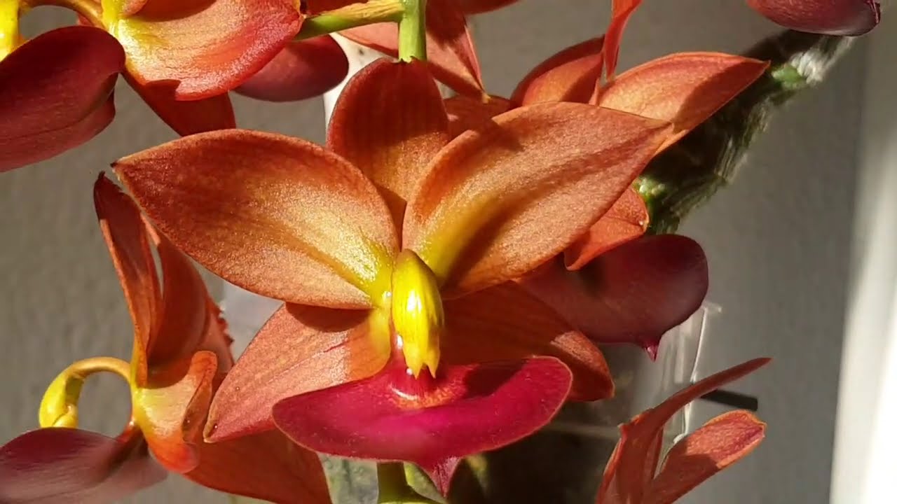 Цветение Cycnodes Taiwan Gold 'Orange'