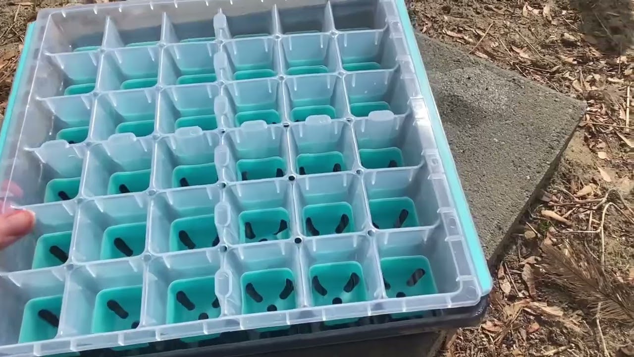 Money Saving Reusable seed starting tray 🤔 taking a look 👀