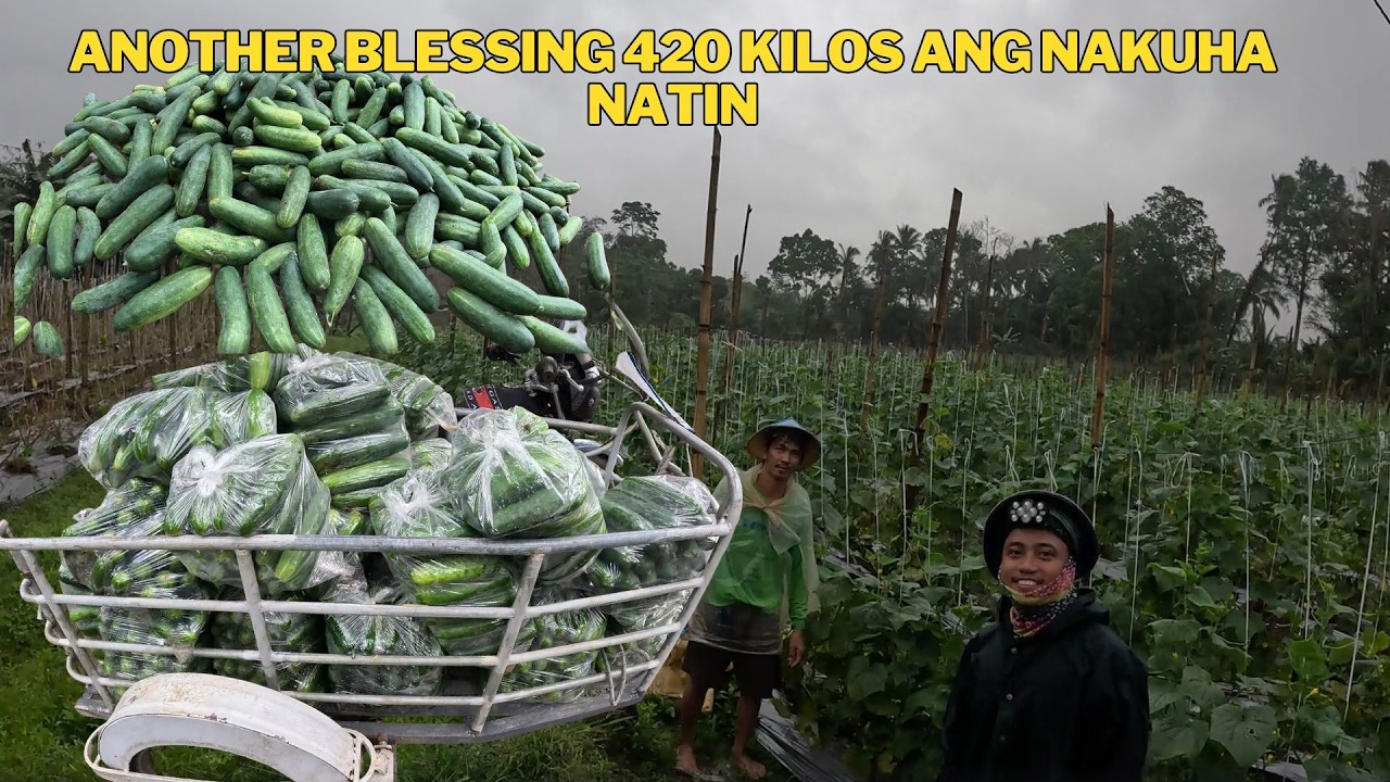 THANK YOU  LORD SA MASAGANANG ANI NG  GULAY