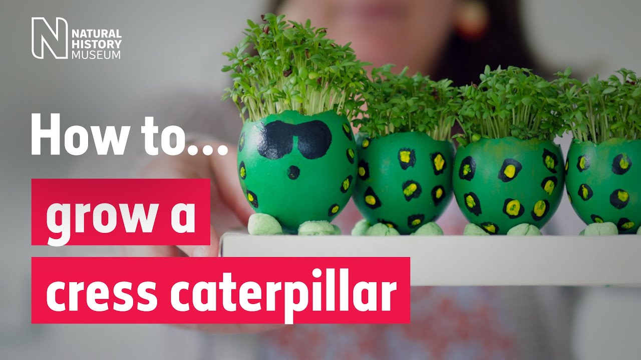 How to grow a cress caterpillar