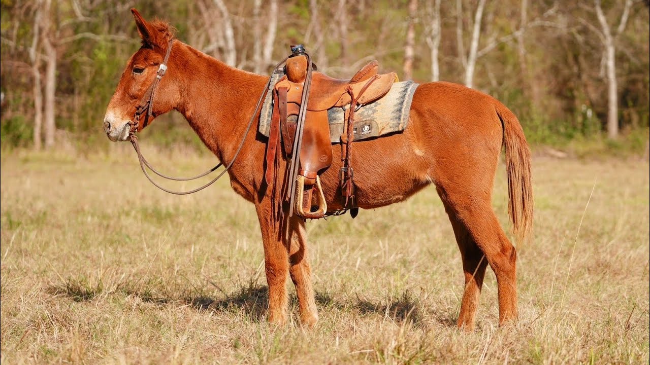 Matilda 11 yr Molly Mule