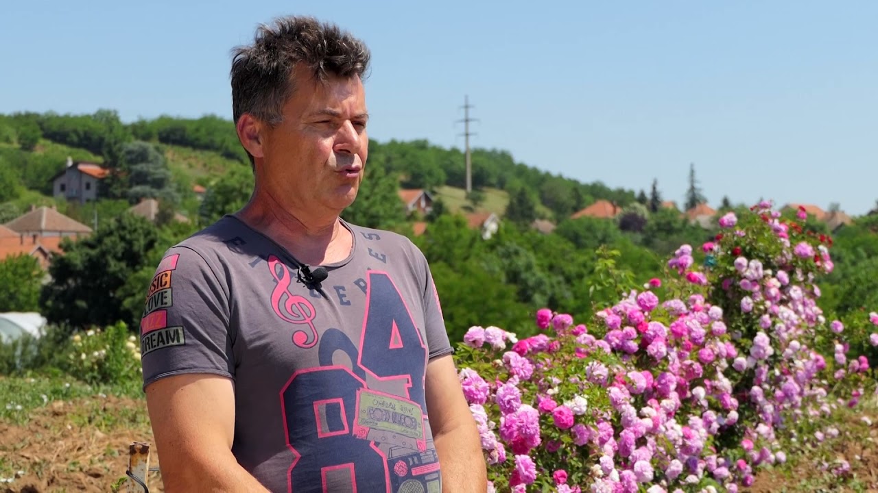 Domaćine kako radiš 05.07.2021. Proizvodnja ruža, Vrčin, Svilajnac