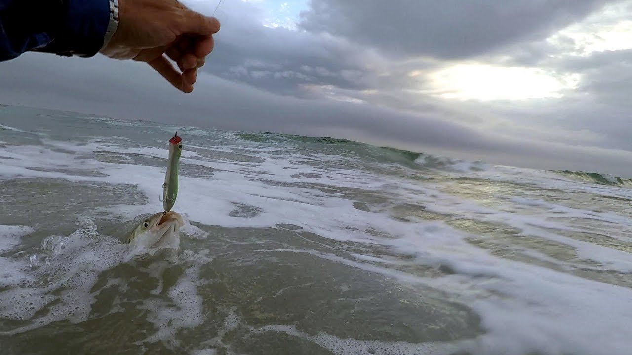 Lubinas a superficie desde playa con PEGASUS 135