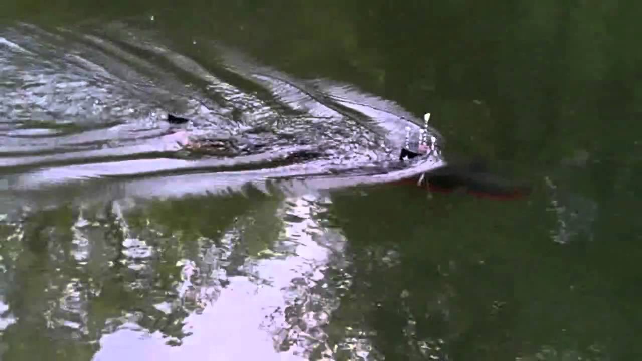 seawolf 2 robbe and u11 & petit dellec and the goas creis (bois de keroual brest) HD.avi
