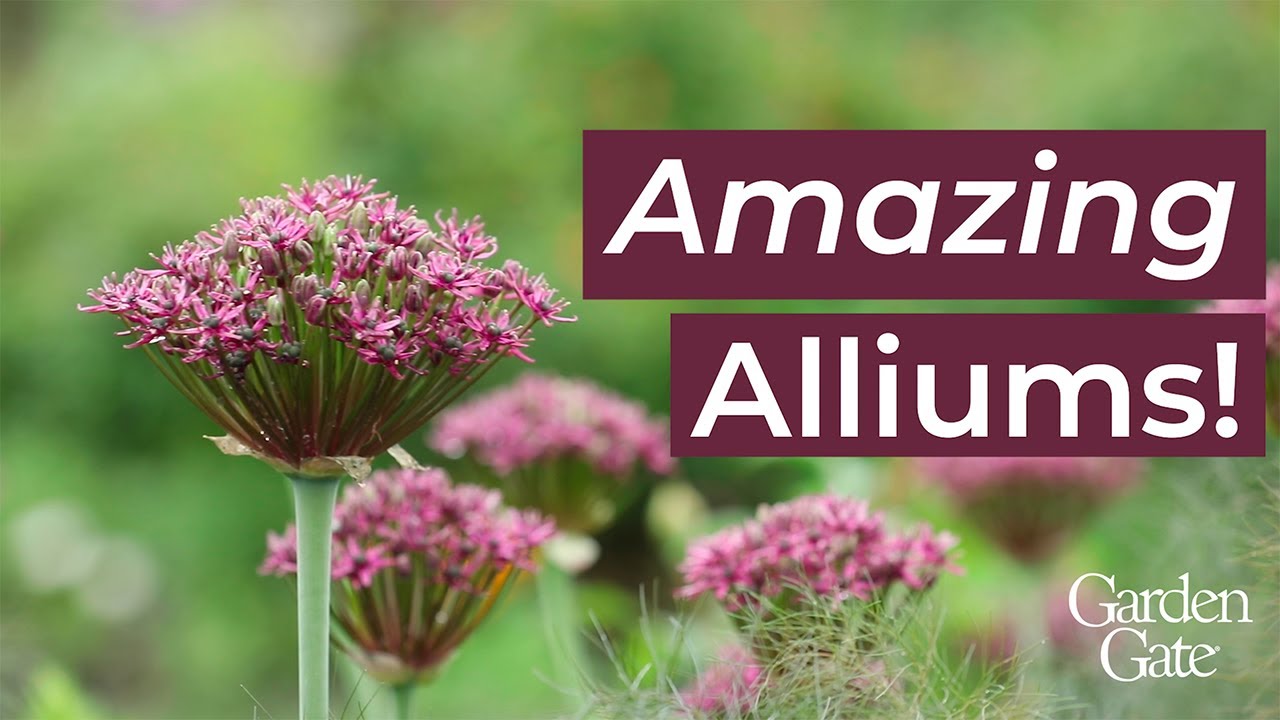 💜 Amazing Alliums! 💜