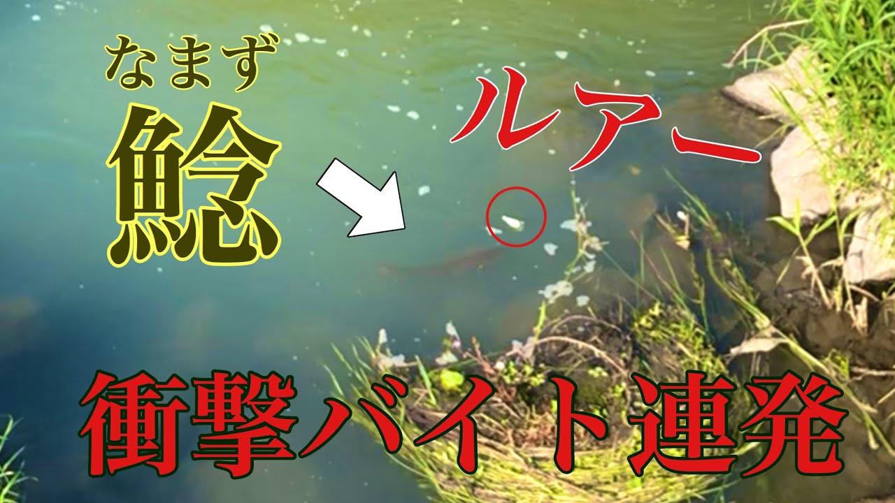 【鯰】衝撃の捕食シーン連発！！！夏先取りのナマズゲーム