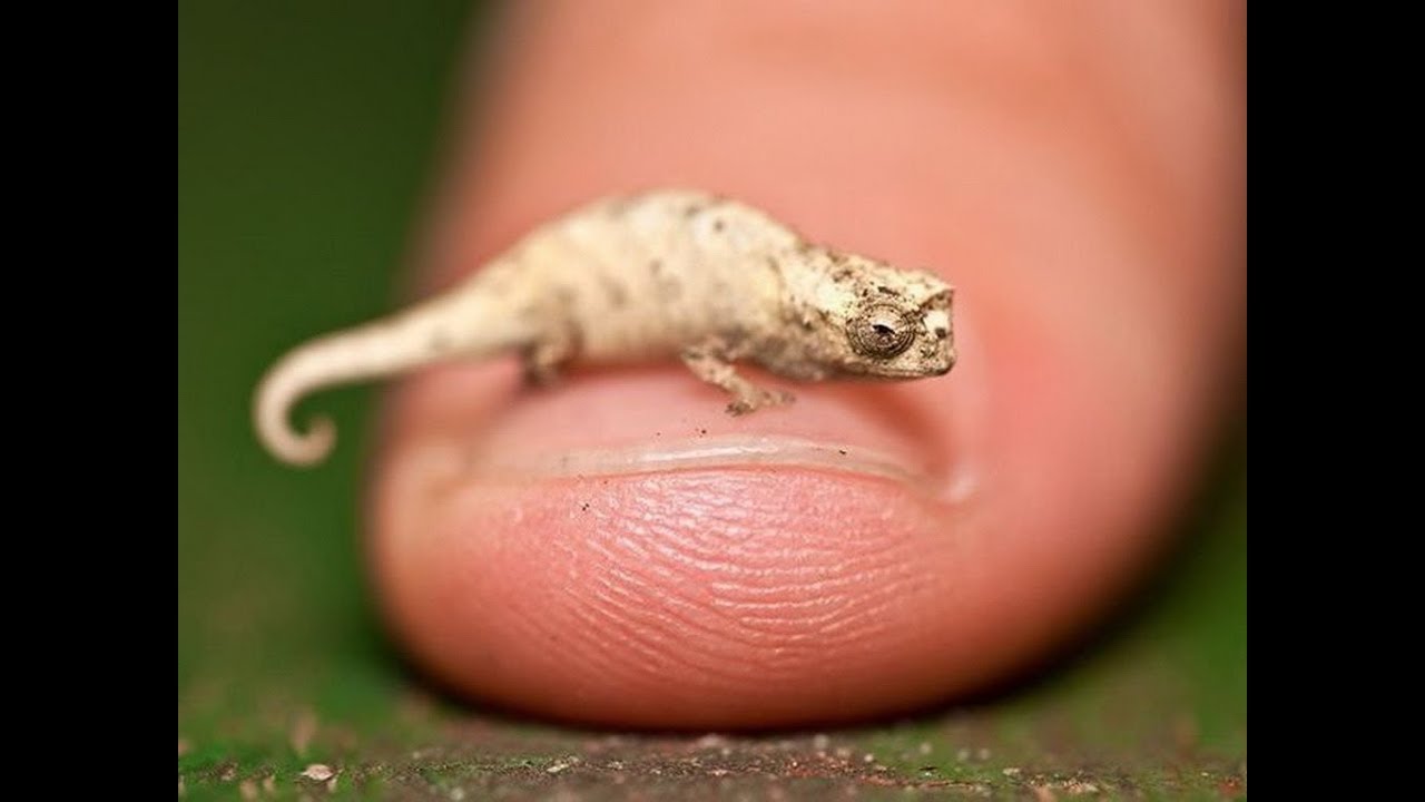 Самый маленький хамелеон Brookesia minima