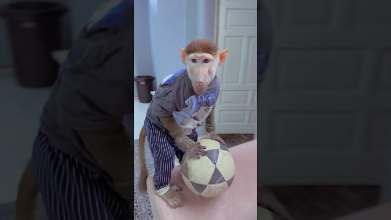 #سويكه #سنيفر سنيفر ساير حق كوره 😂😂.