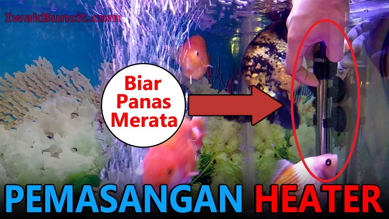 Biar Panas Merata: Inilah Tata Cara Pemasangan Heater pada Aquarium Ikan Mas Koki yang Benar