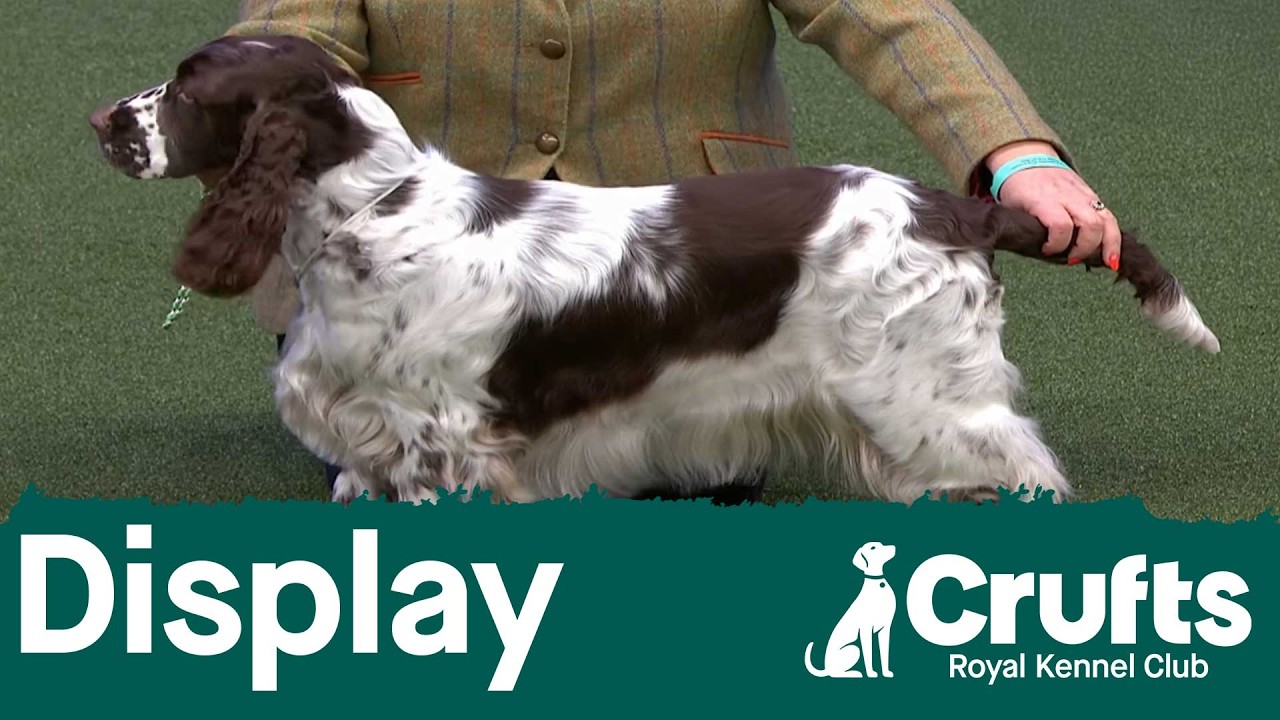 Dog Grooming Presentation | Crufts 2026