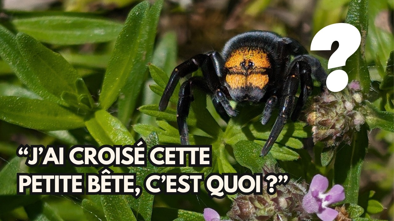 Les découvertes les plus folles de vos jardins - n°2 🕷️ 🐝 🐛