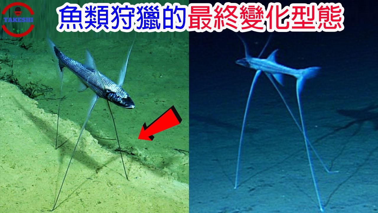 [TOP3]突破傳統魚類型態的詭異怪魚 | 被蠑螈附身的行走怪魚 |擁有馬頭的怪魚