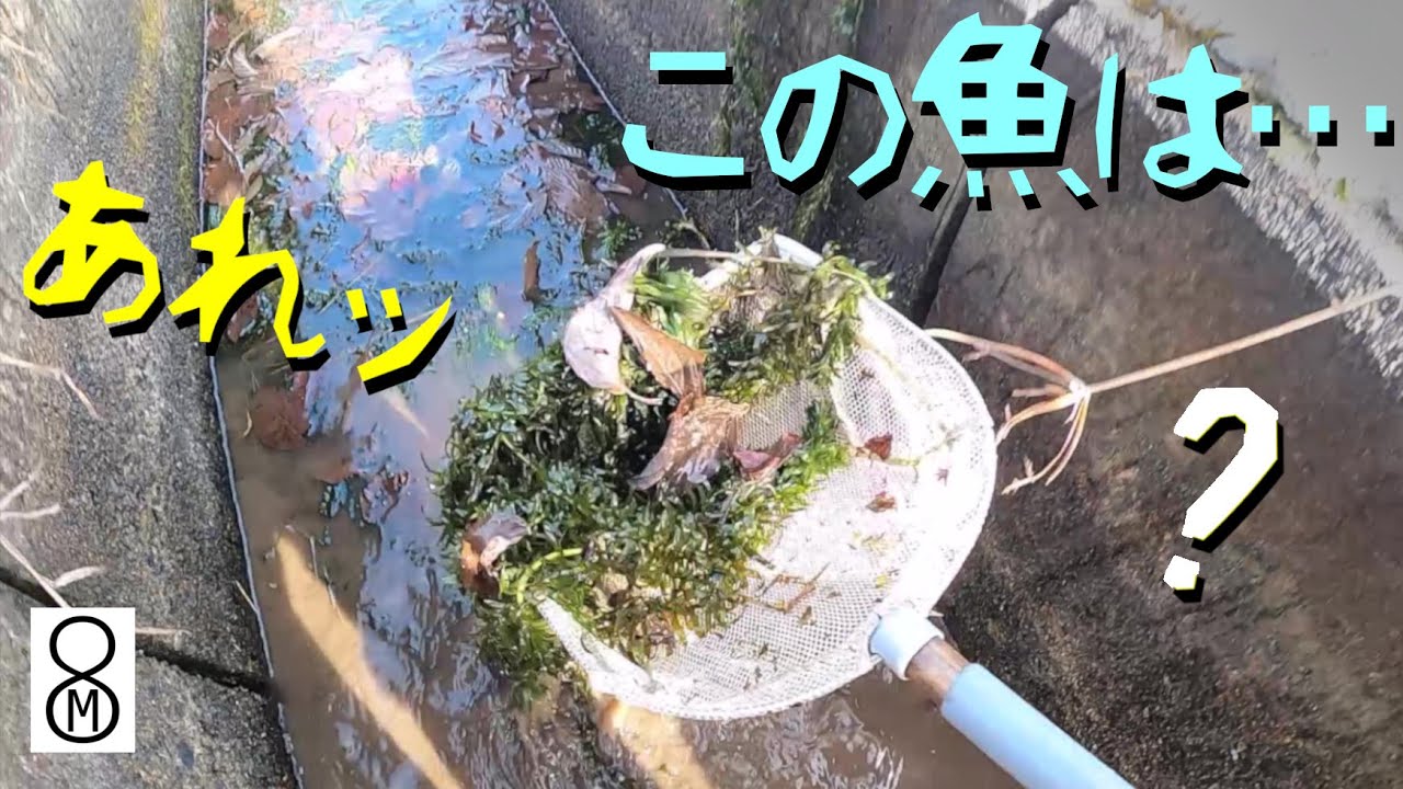 真冬の溝でガサガサ。あれッ、この魚は…？