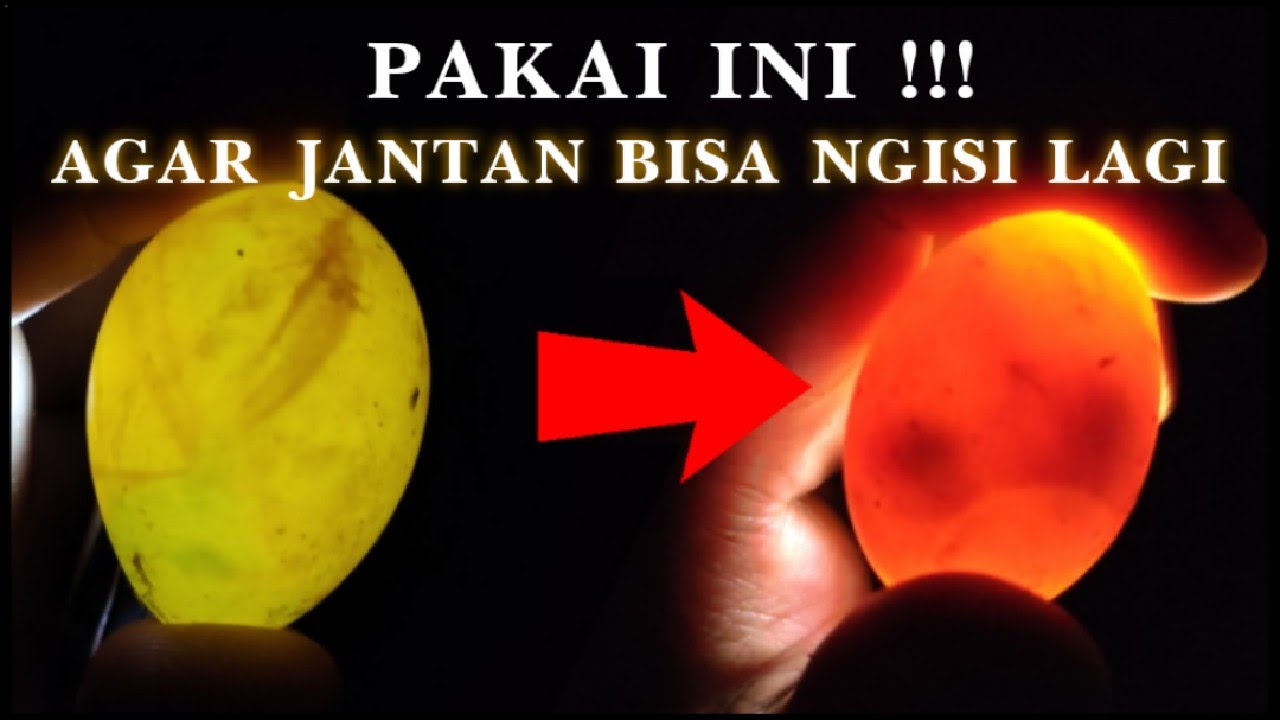 Mengatasi Merpati Jantan Tidak Ngisi / Infertil / Tidak Subur Dengan Mudah dan Murah