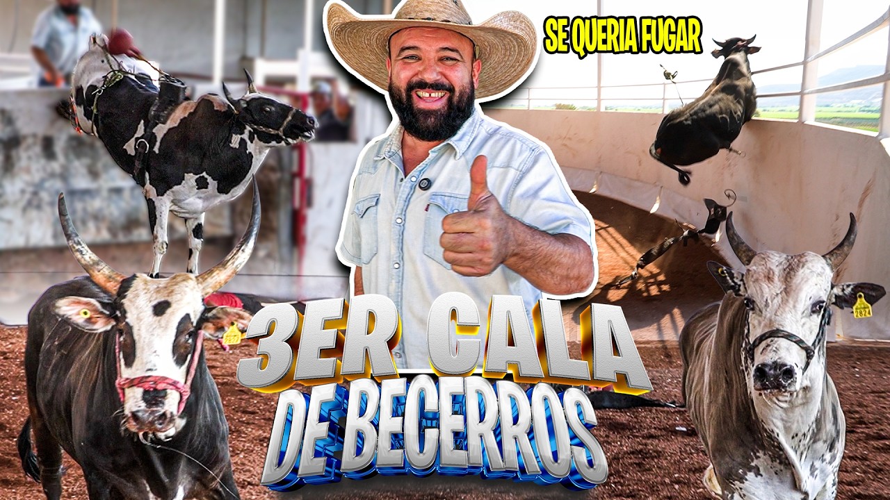 SE QUERIA FUGAR EL BECERRO - 3ER CALA 
