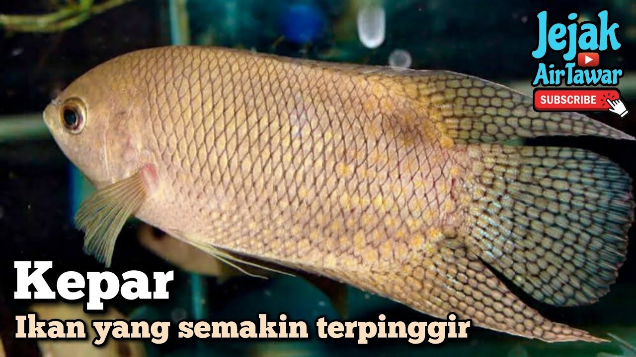 Ikan kepar