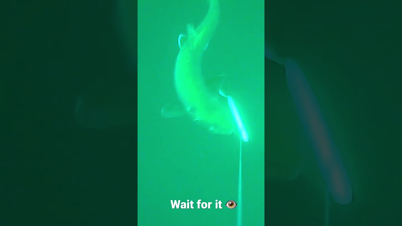 Lake trout attacks lure 100 feet deep