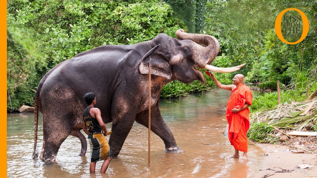 Elephant nature park: volunteer abroad - work at an elephant sanctuary