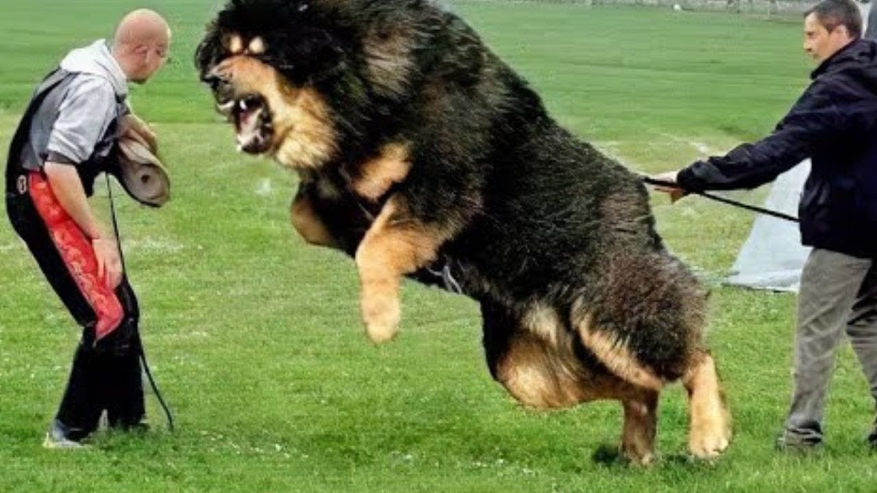 Top 10 cães mais perigosos do Mundo