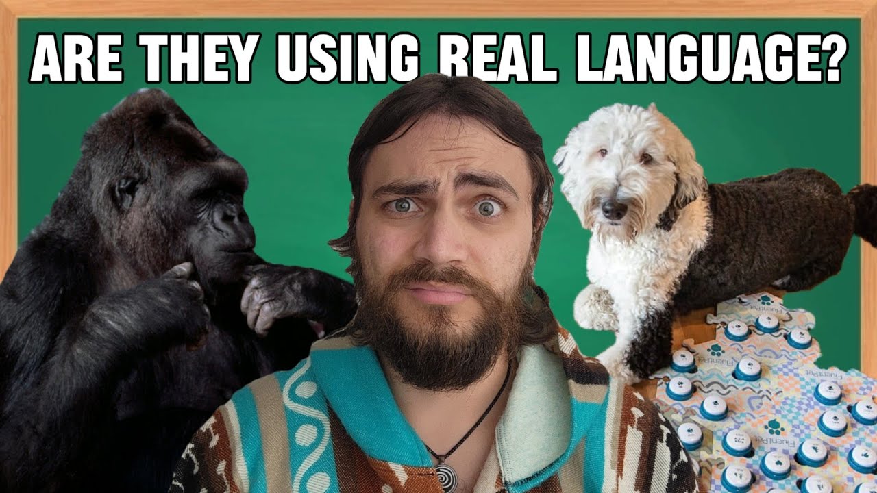 Can animals understand real language?