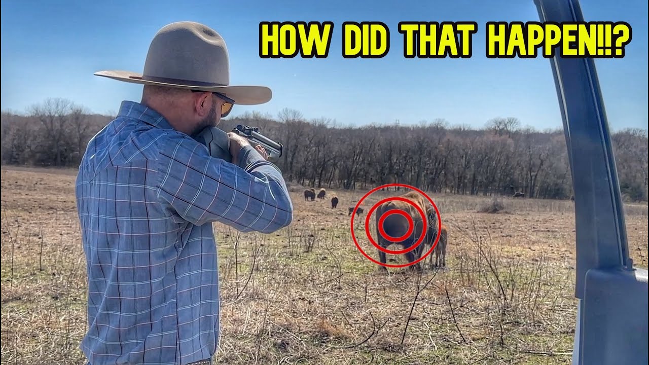 Had to Shoot This Cow With Calf!