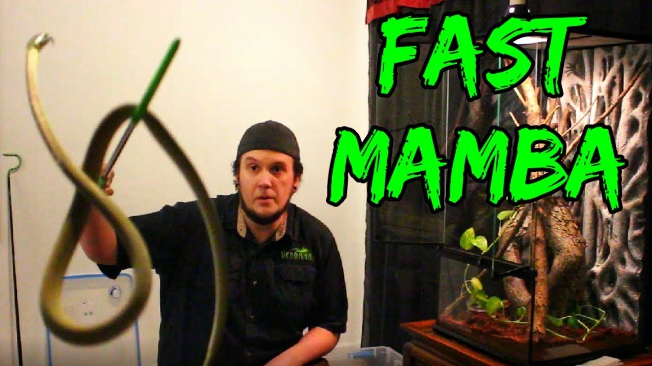 Can I TAME My BLACK MAMBA???