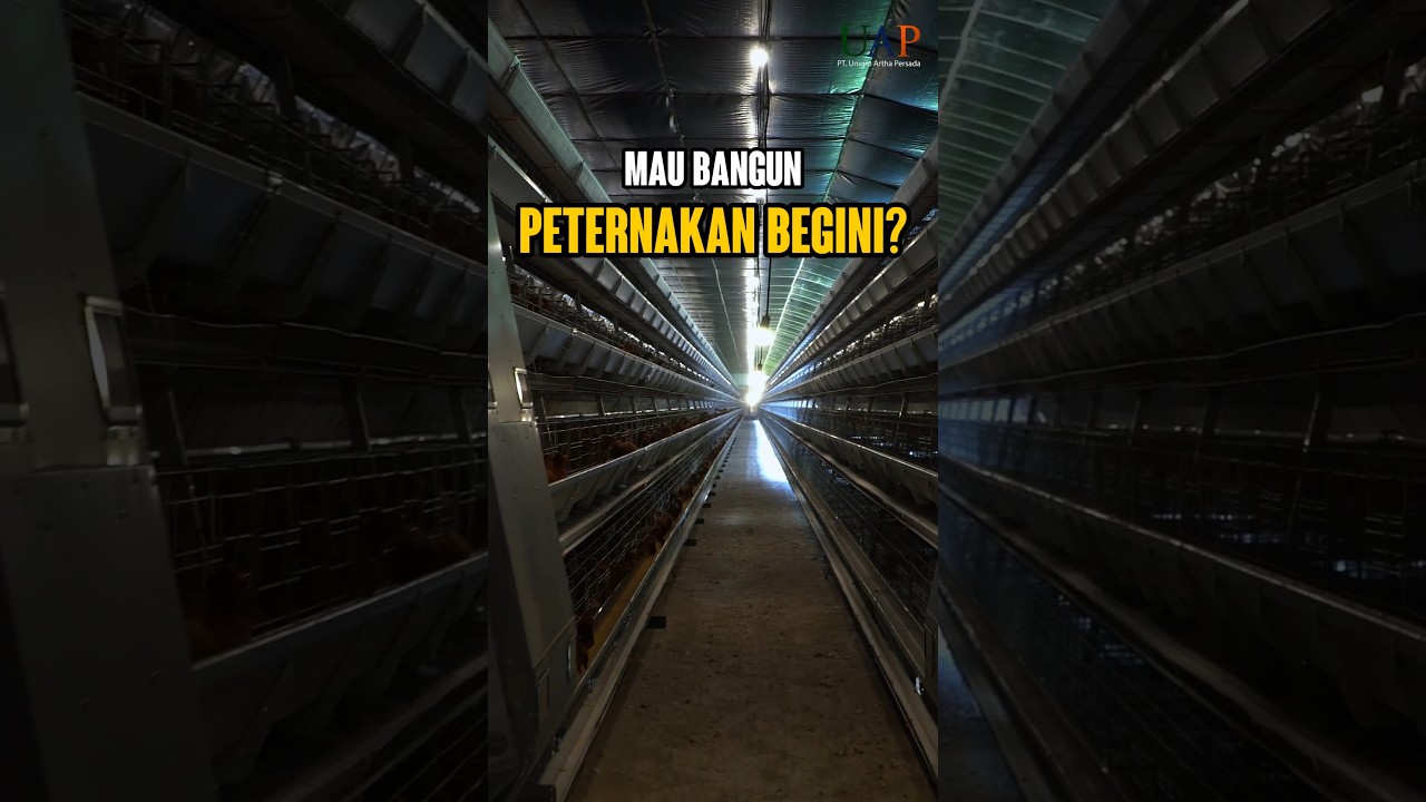 MAU BANGUN PETERNAKAN CLOSED HOUSE BEGINI???