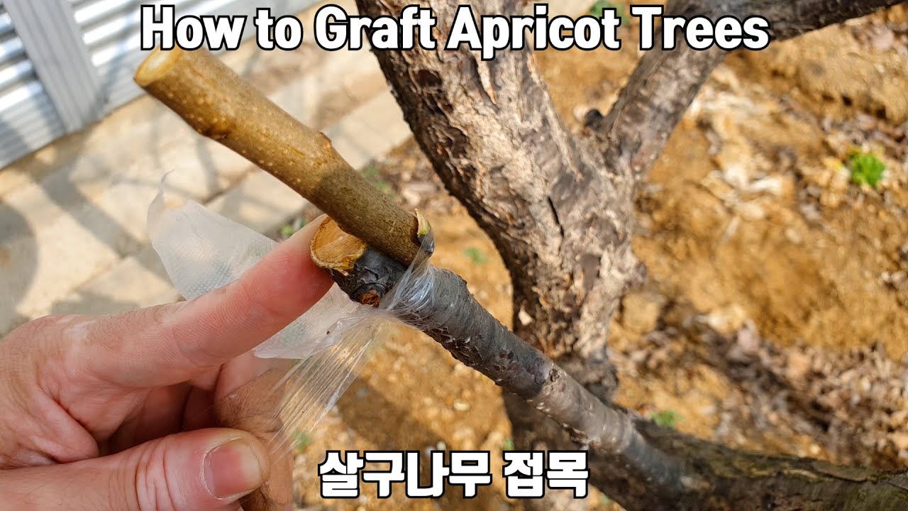 살구나무 접목 / How to Graft Apricot Trees