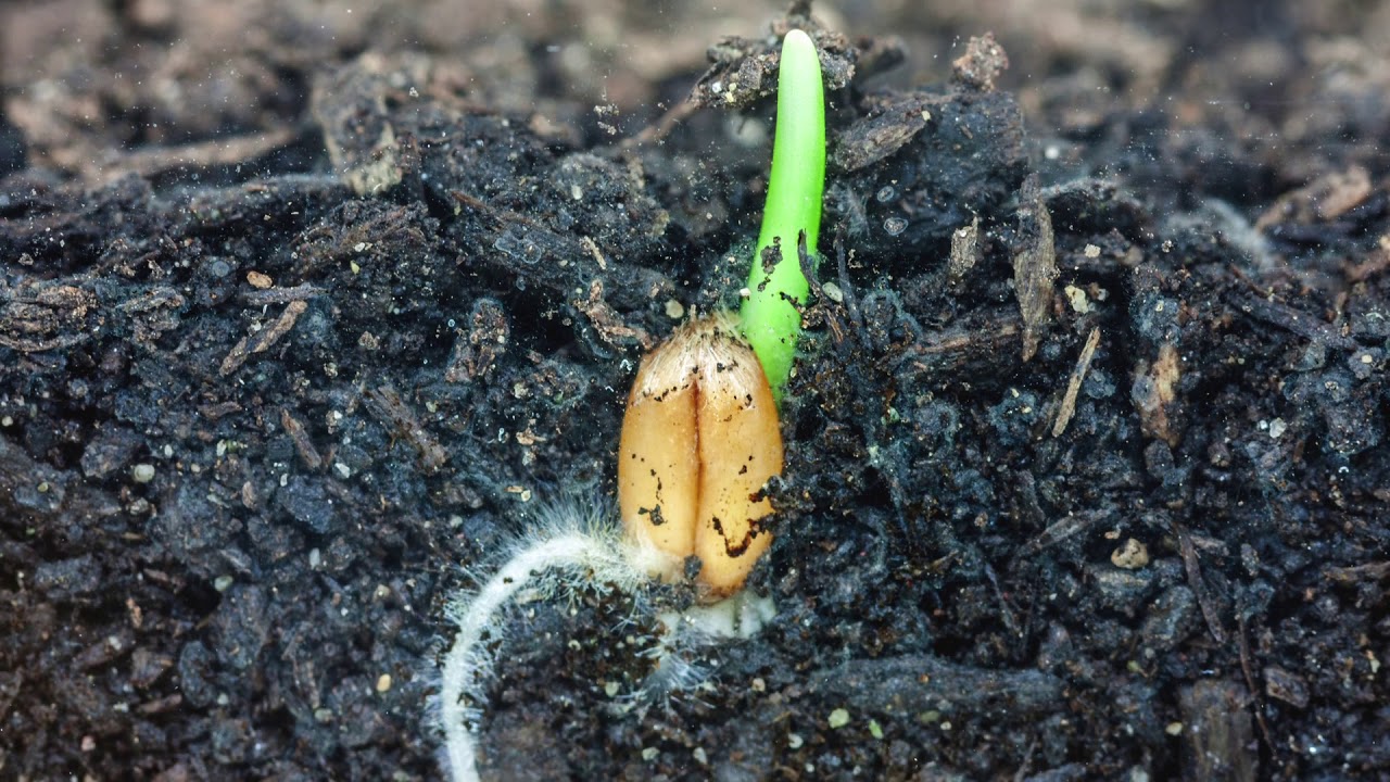 We Are RAGT Seeds UK
