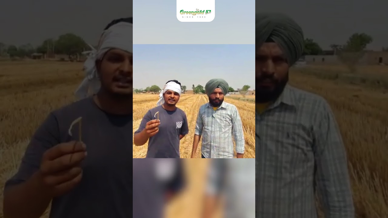 KSA 759 XC Straw Reaper &ndash; Revolutionizing Harvesting with Triple Blower Power
