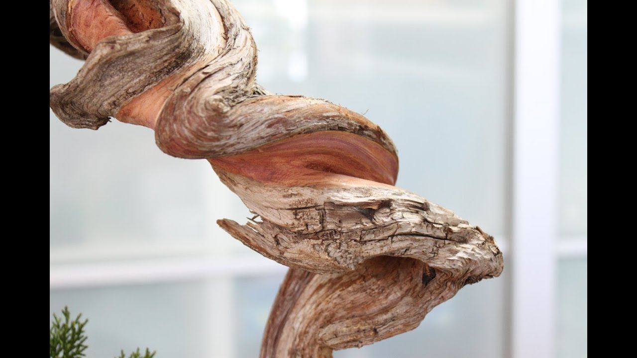 Juniperus sabina bonsai 
