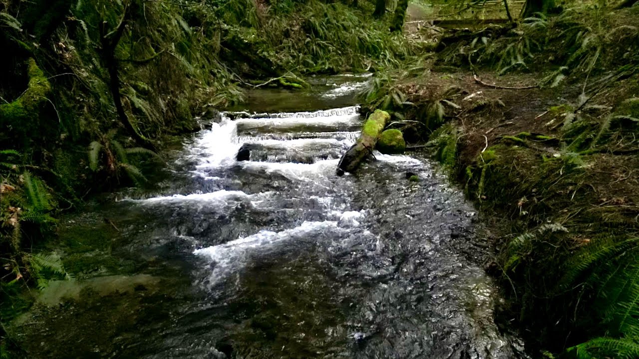 Creekside Rainforest Nature Reserve - Salt Spring Island, BC