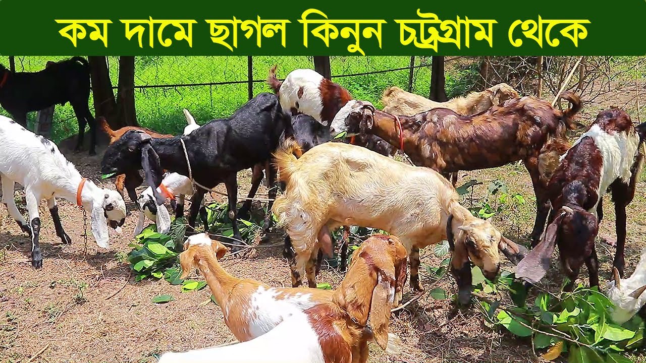 কম দামে ছাগল কিনুন চট্রগ্রাম থেকে goat farm