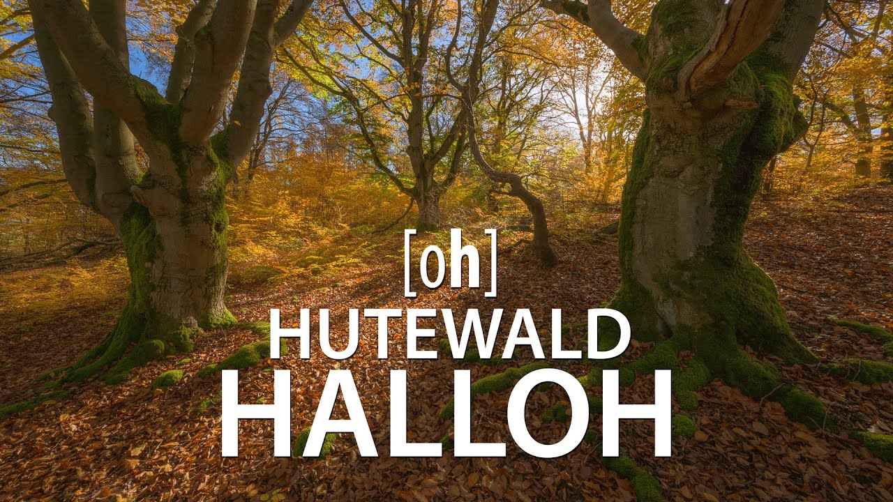 Hutewald Halloh