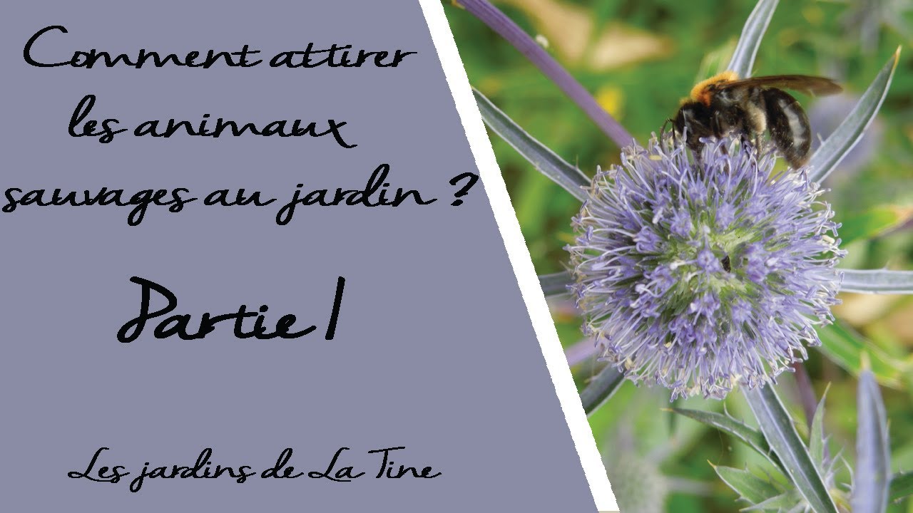 Comment attirer les animaux sauvages au jardin ? - Partie 1: les habitats - Les Jardins de La Tine