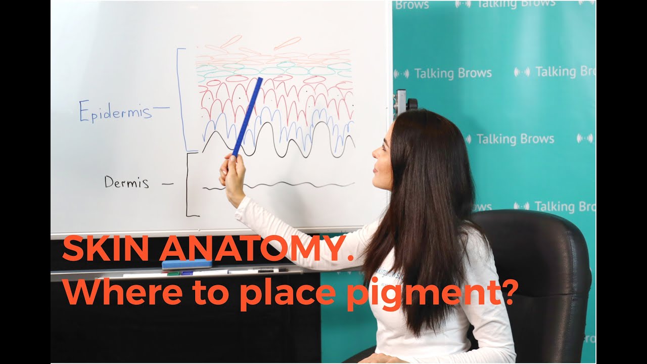 Skin Anatomy. Where to place Pigment