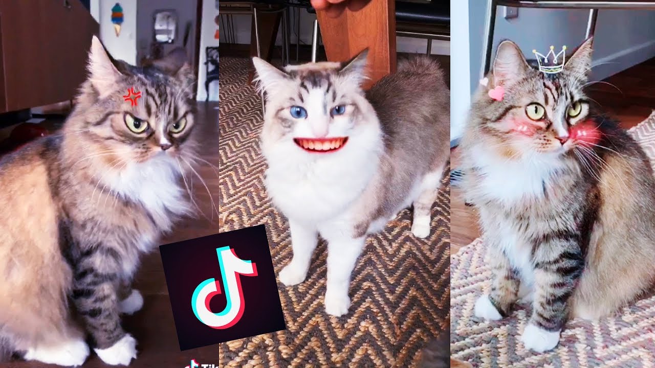 MY CATS TRY TIK TOK FOR THE FIRST TIME!
