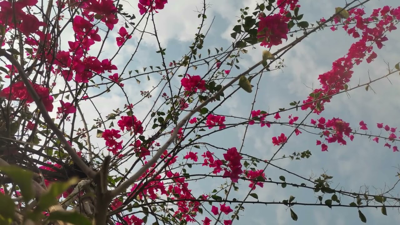 Petal power at its finest. These vibrant climbers are taking over the garden. #bougainvillea