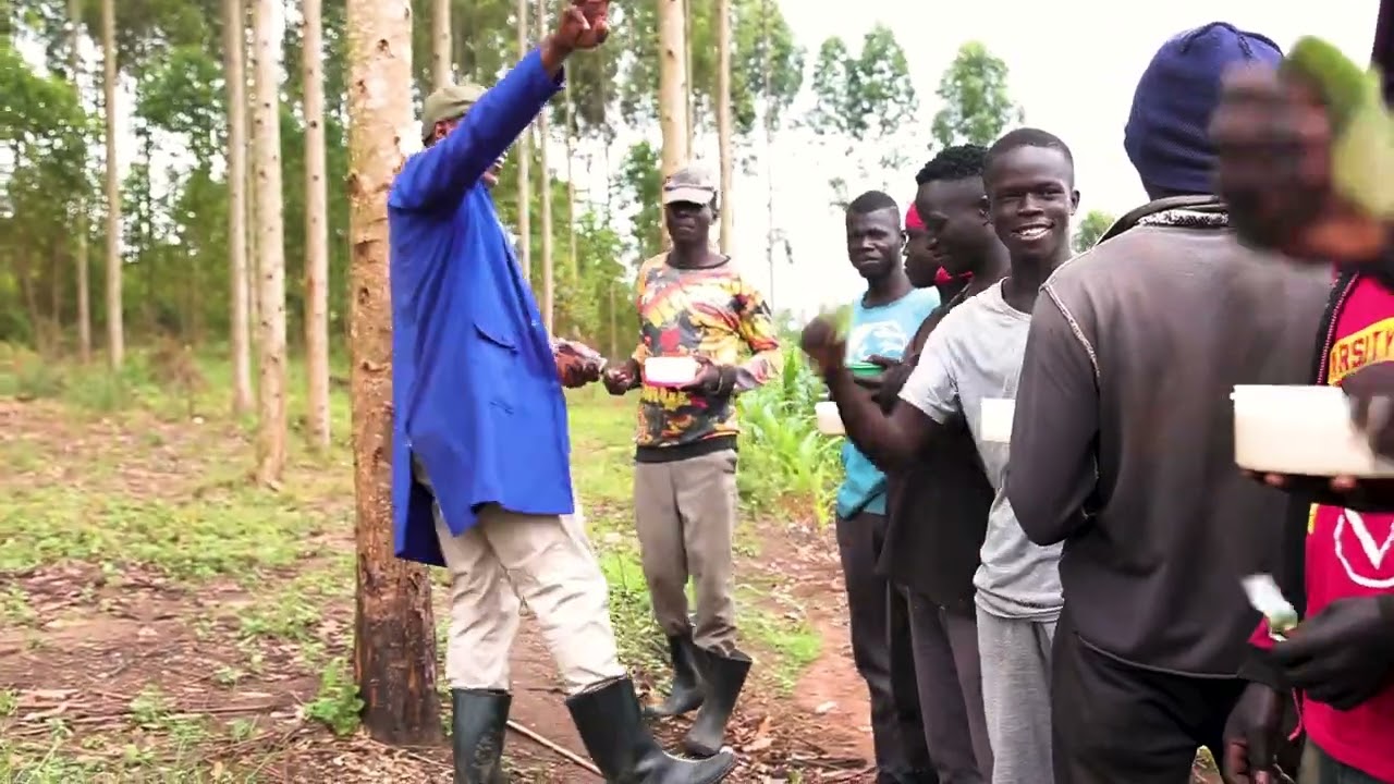 How to keep large herds on Zero grazing