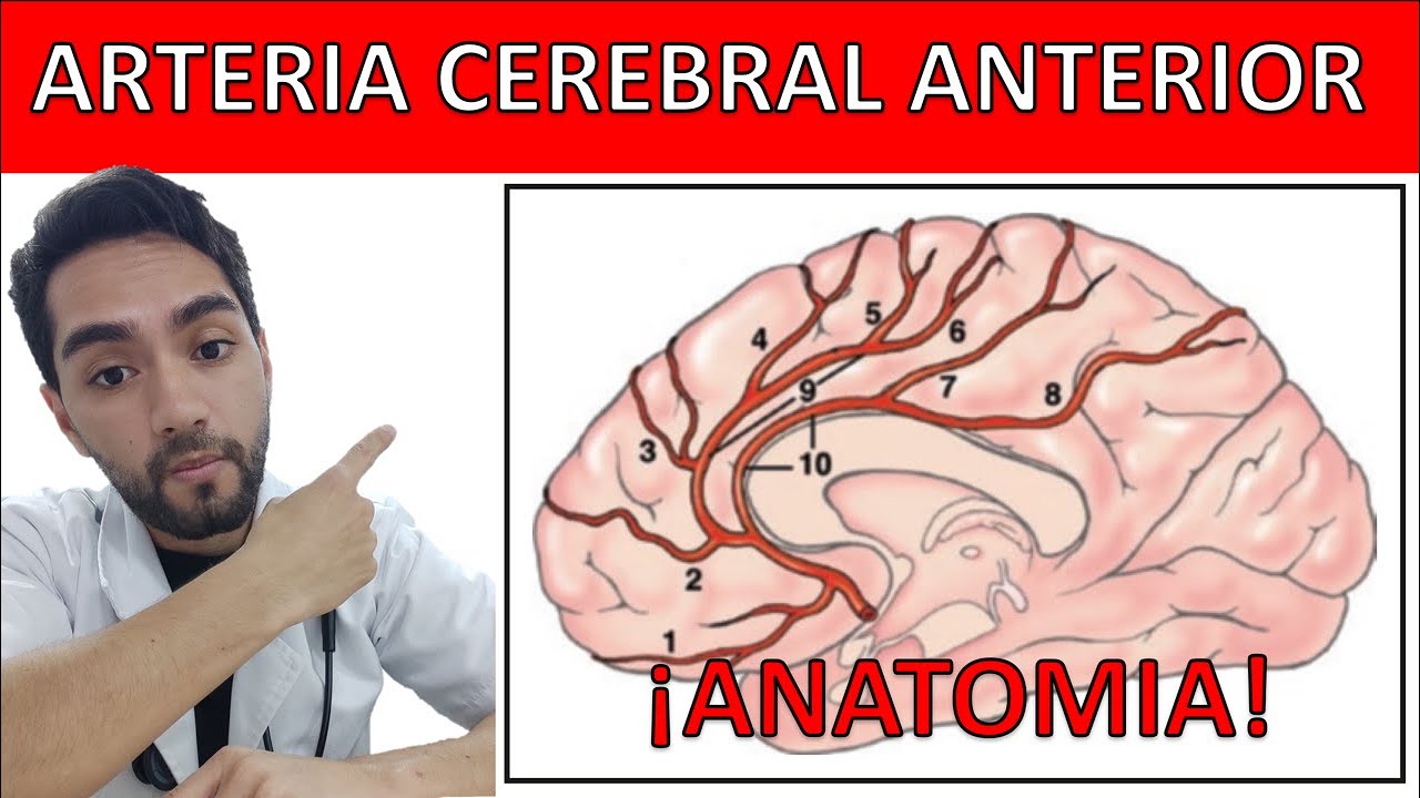 ARTERIA CEREBRAL ANTERIOR: Anatomía (La arteria que controla tu pierna y tu personalidad)