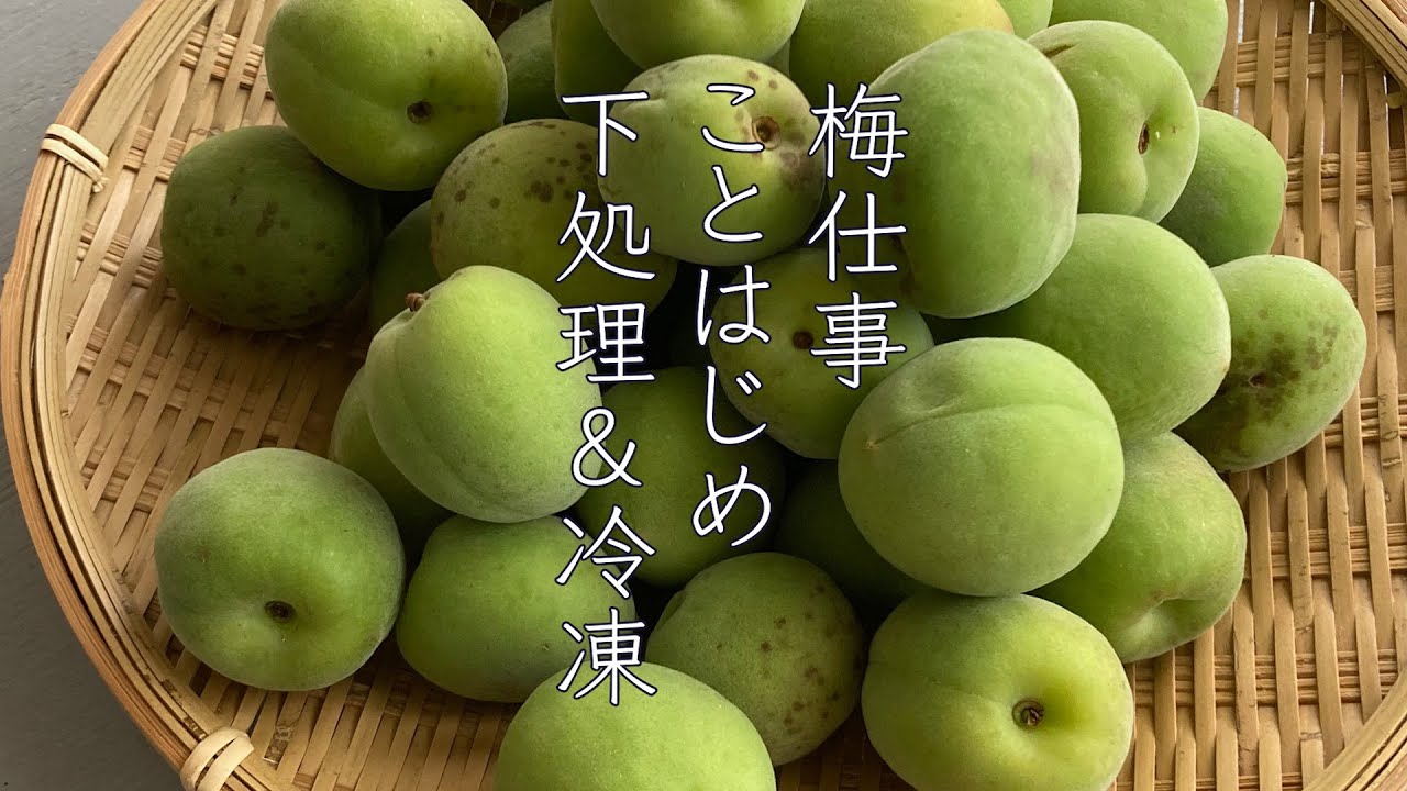 梅仕事ことはじめ　青梅と完熟梅の下処理＆冷凍　#梅仕事  #冷凍梅