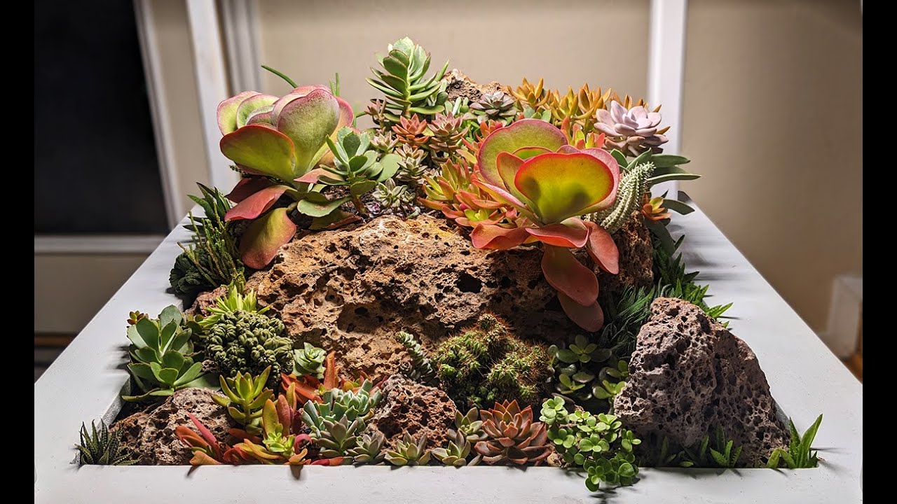 I Made This Succulent Table 5 Years Ago — It’s Still One of My Favorites