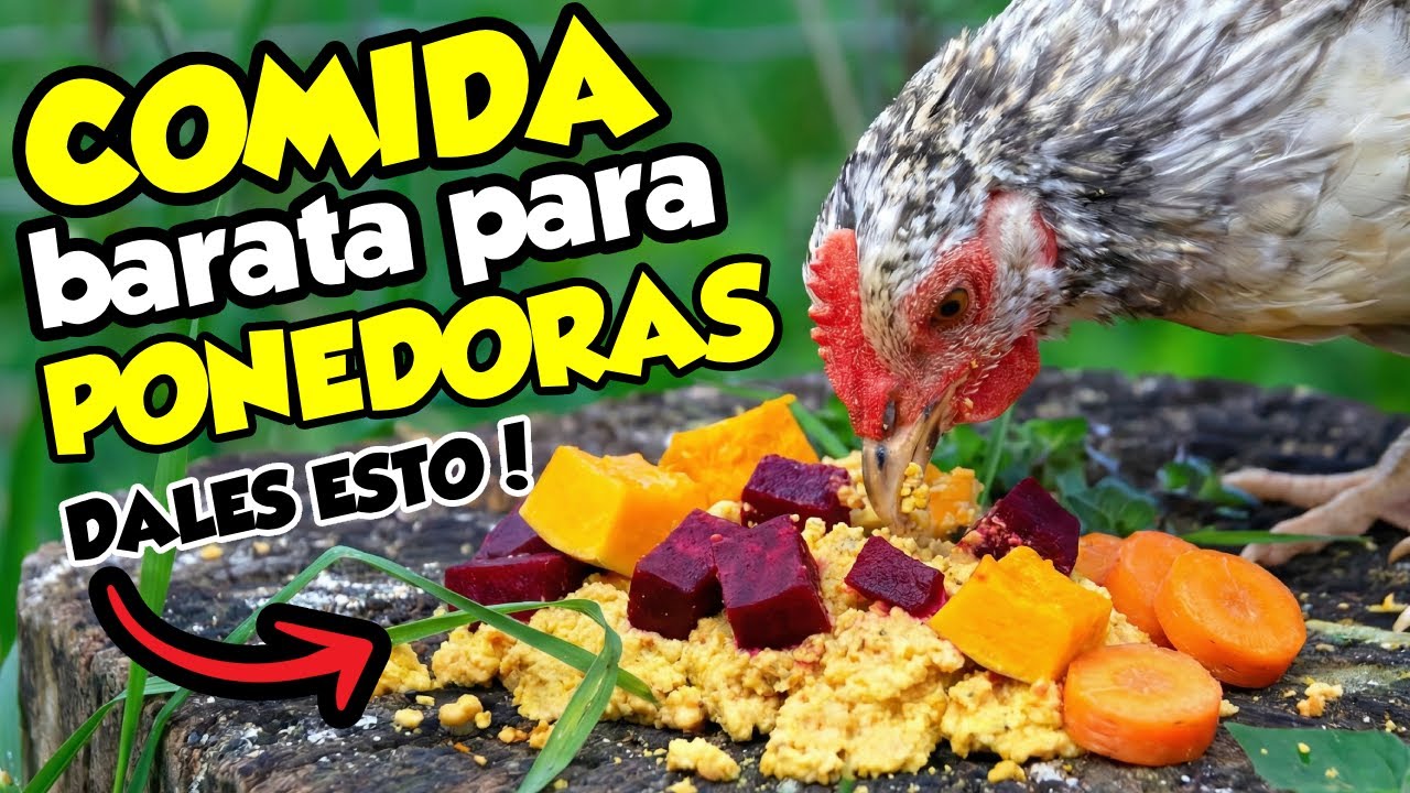 10 alternativas MUY ECONÓMICAS para alimentar a tus gallinas 🐔🌿🥚(Parte 2)