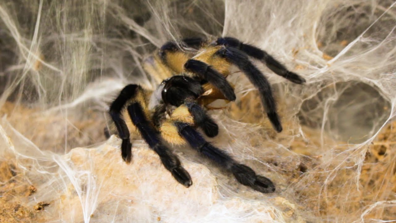 Karmienie ptasznik&oacute;w