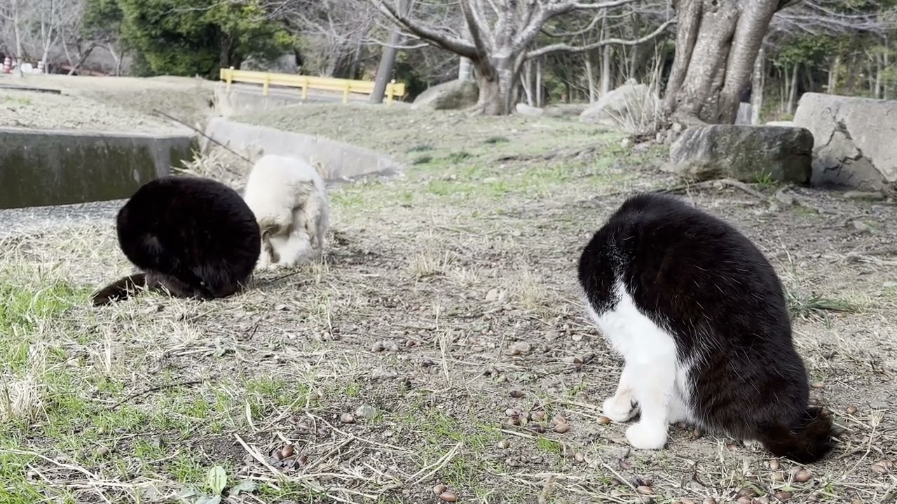 滝山下小川にいた猫さんたち2